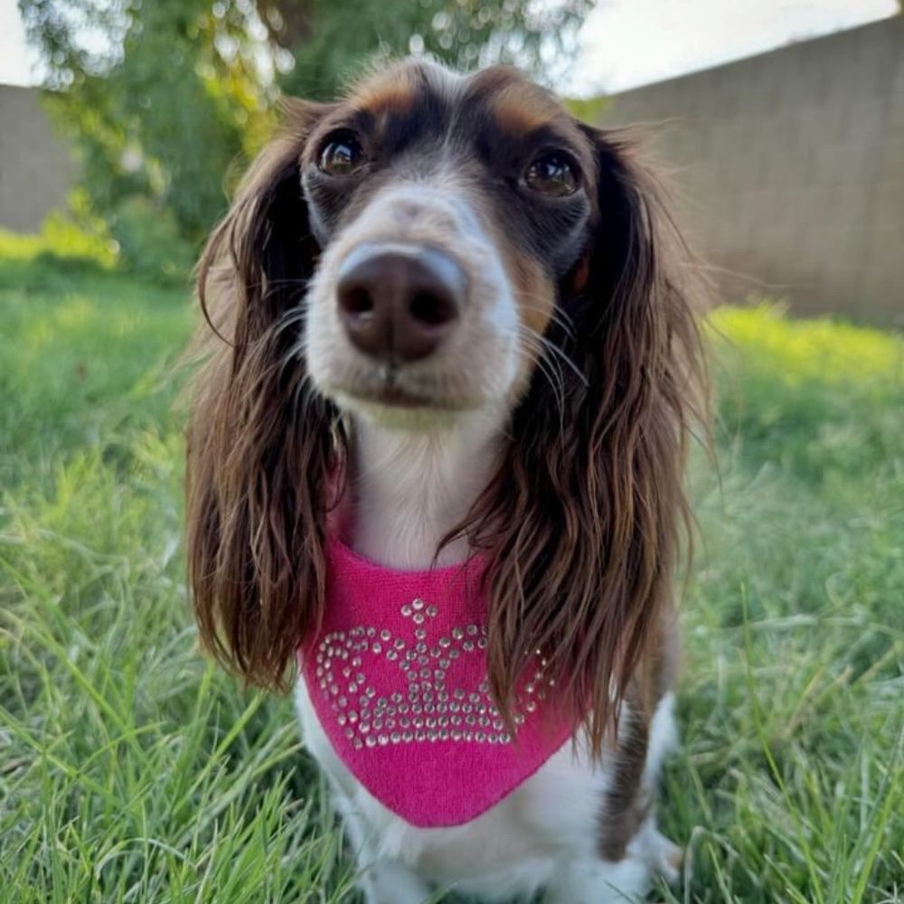 Juicy Couture X Louadore Terry Cloth Dog Bandana Hot Pink - Picture 3 of 9